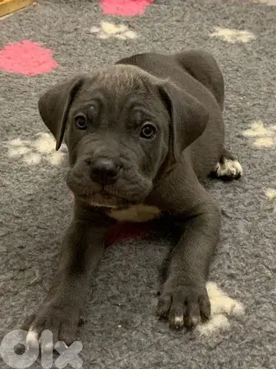 Cane Corso Blue Puppies