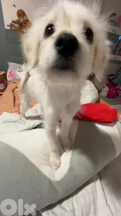 very cute puppy loves people smart and playful