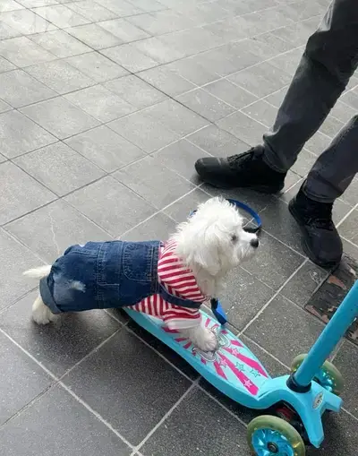 bichon puppy