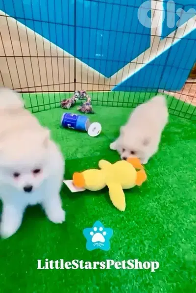 ADORABLE POMSKY PUPPIES AVAILABLE