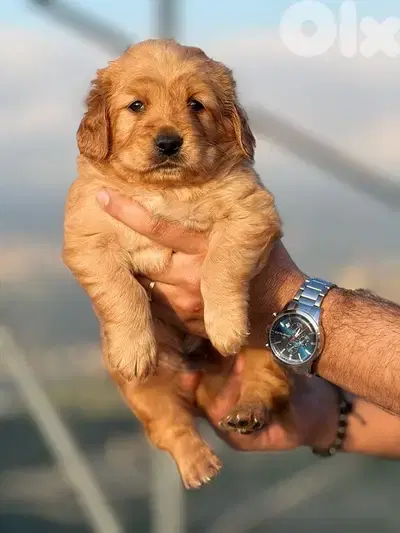 Golden Retreiver