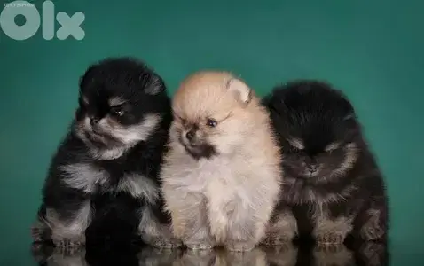 Pomeranian Puppies in store [dog كلاب]