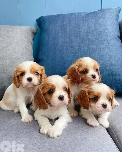 Cavalier King Charles Puppies / dog / كلاب/Delivery/Available in shop