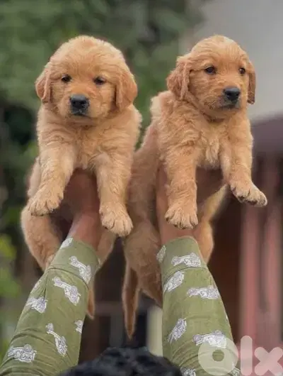 golden retriever