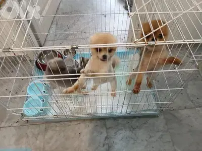 3 female teacup pomeranians for breeding