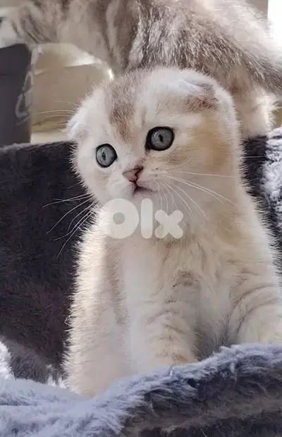 scottish fold