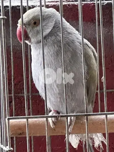 ببغاء ضرة درا رمادي لون نادر ringneck Parrot gray
