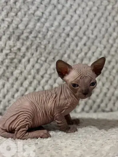 Sphynx Kittens Pink/Black