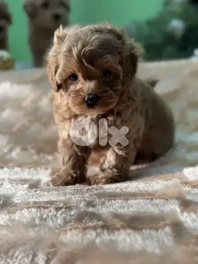 Toy Multipoo puppies