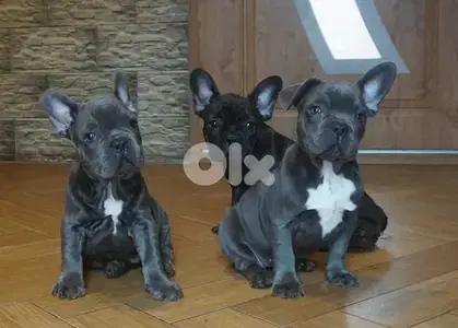 French Bulldog all colors available