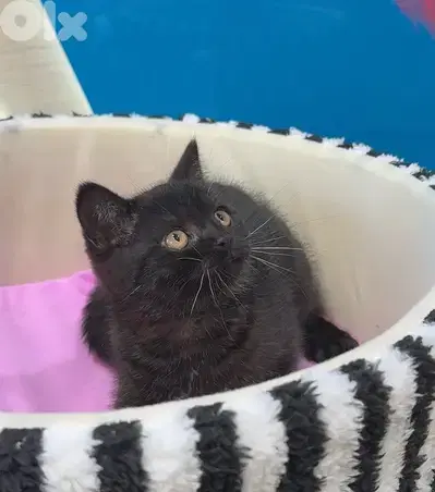 Unique Black British short hair kitten AVAILABLE