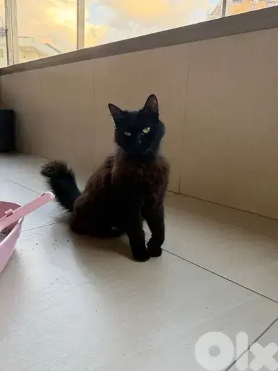 Beautiful Pure Black Persian Cat maa kes akel