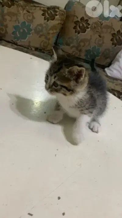 قطط للبيع نوع (tabby /orange tabby)