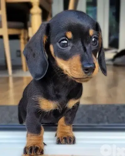 Unique Dachshund Black & tan AVAILABLE IMPORTED