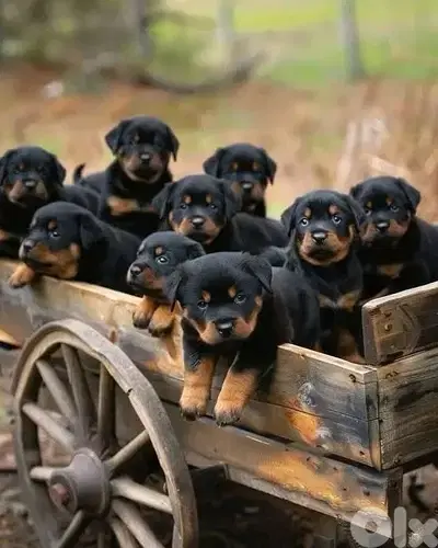 Best guard dog ROTTWEILER puppies available