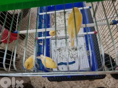 ٤ فروخة كناري