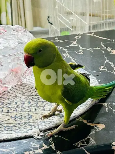 green ringneck parrot