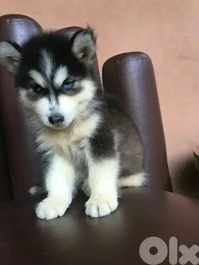 Black & White Husky high quality puppy! DELIVERY dog كلاب