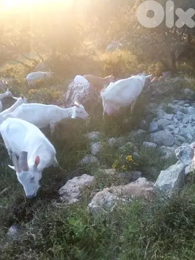 حاصبيا