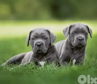 cane corso
