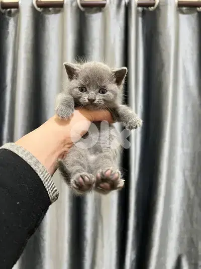cat for sale more info contact 76 907 583