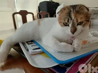 scottish fold kitten