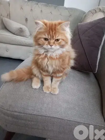 Persian mix scottich