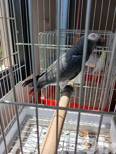 ببغاء تمنة