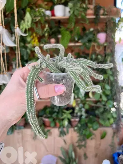 Cacti Succulents Haworthia