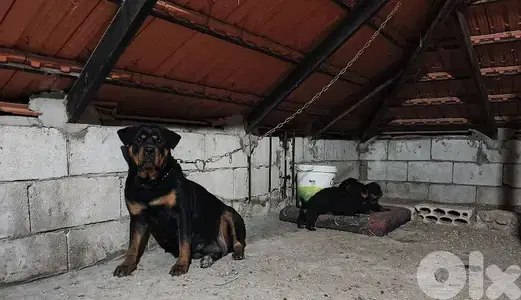 Female Rottweiler