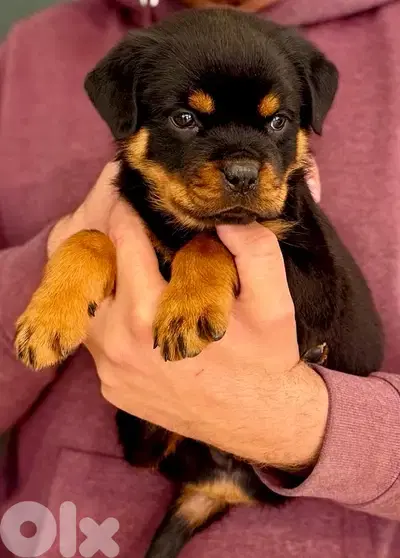 Rottweiler puppies available