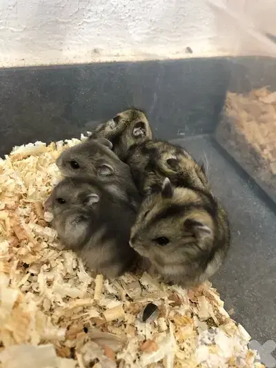 Russian Dwarf Hamsters and fancy mice for sale