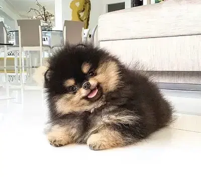 Pomeranian puppies imported