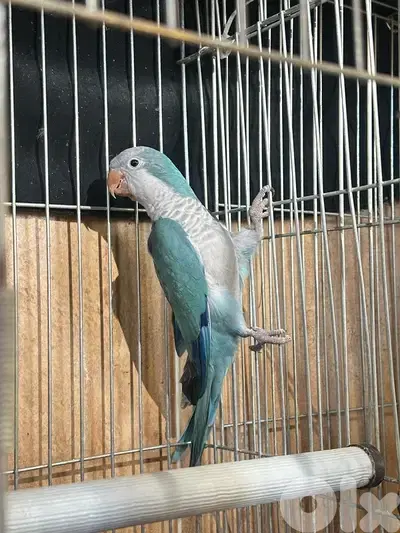 كويكر ازرق || Blue Quaker