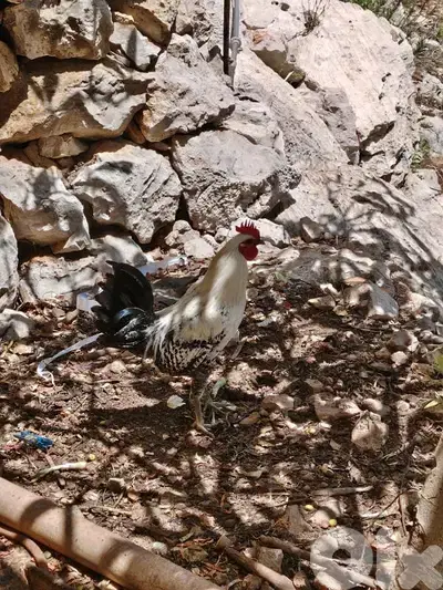 ديك براكل