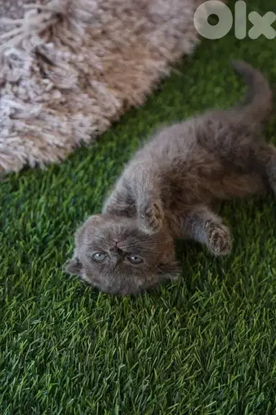 Scottish Fold Kittens