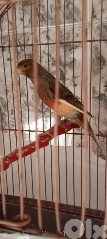 ذكر كنار
