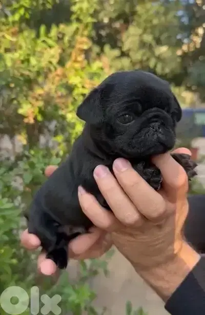 Cutest black Pug puppy available in store