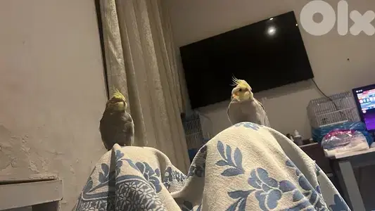super tamed cockatiel 140$