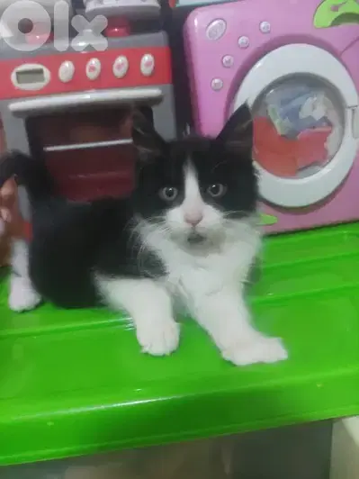 tuxedo kitten very clean