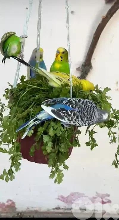 colorful birds 1 for