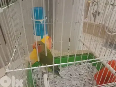 love birds