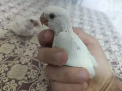 روز للتزقيم