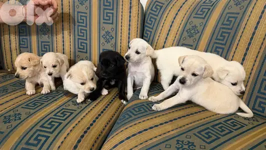 Golden Retriever and Loulou