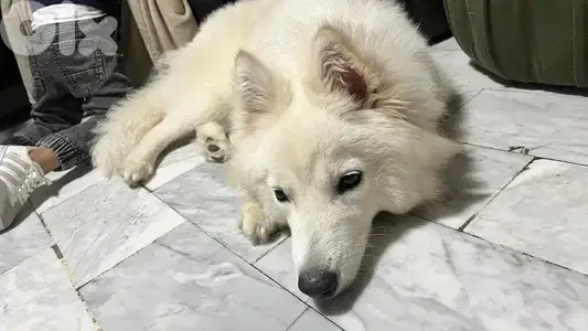 swiss shepherd