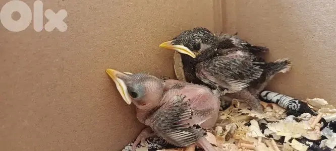 فراخ مينا mynah