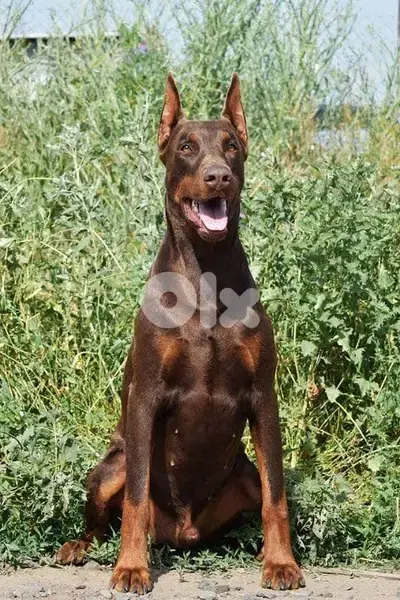 doberman