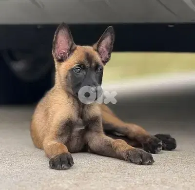 Belgian Malinois Puppies - in store & delivery