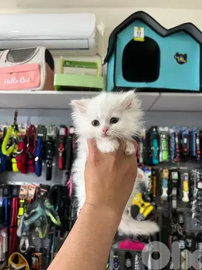 Adorable Long Hair Kittens