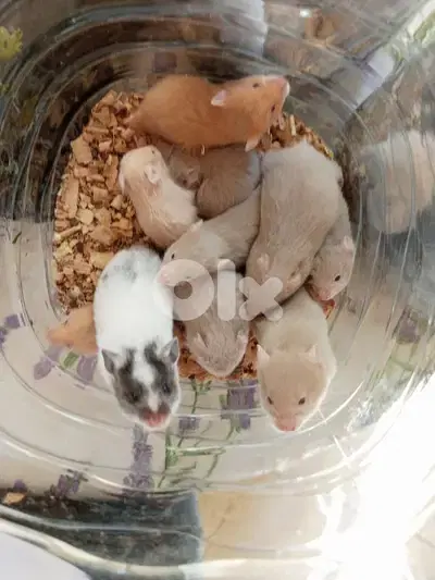 hamsters
